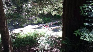 Having a healthy lunch alongside Aptos Creek in the Forest of Nisene Marks